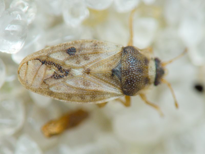 Piesma maculatum (Laporte, 1833)